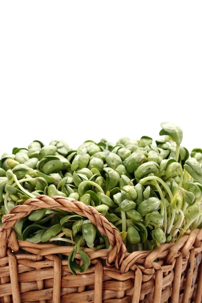 Black bean sprouts — Stock Photo, Image