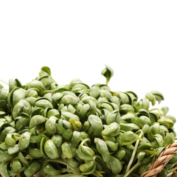 Black bean sprouts — Stock Photo, Image