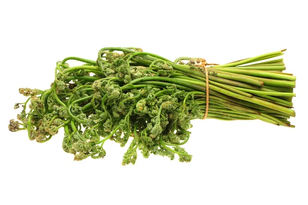 Green fern branch — Stock Photo, Image