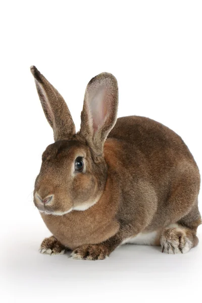 Brown rabbit — Stock Photo, Image