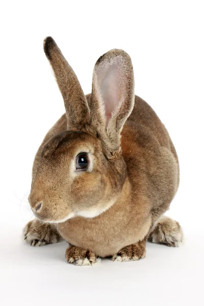 Коричневый кролик — стоковое фото