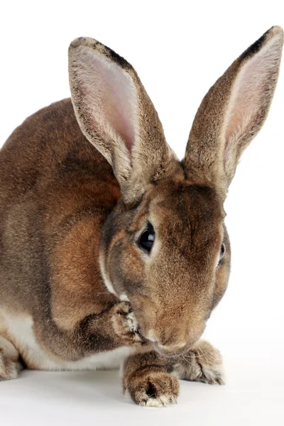 Brown rabbit — Stock Photo, Image