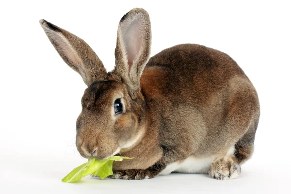 Brown rabbit — Stock Photo, Image