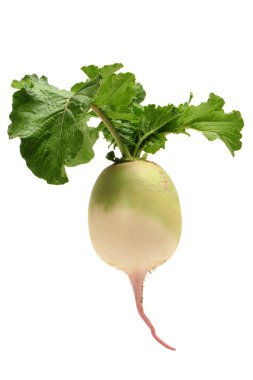 parti sadakat turp