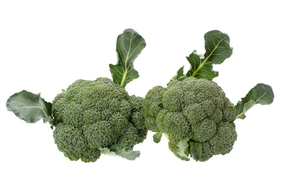 Broccoli plantaardige — Stockfoto