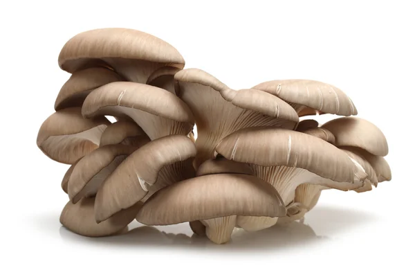 Oyster mushroom — Stock Photo, Image