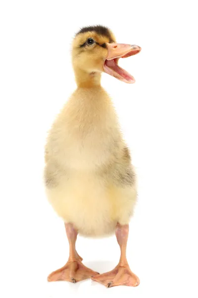 Duckling — Stock Photo, Image