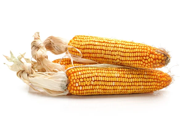 Grain corn closeup — Stock Photo, Image