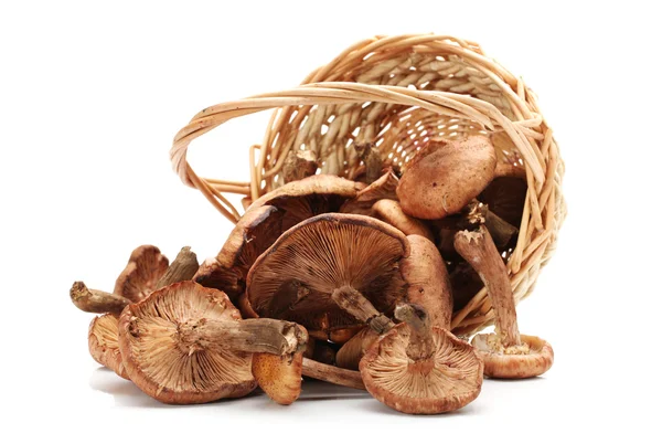 Hazel mushroom — Stock Photo, Image