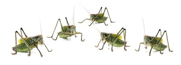Green grasshopper — Stock Photo, Image