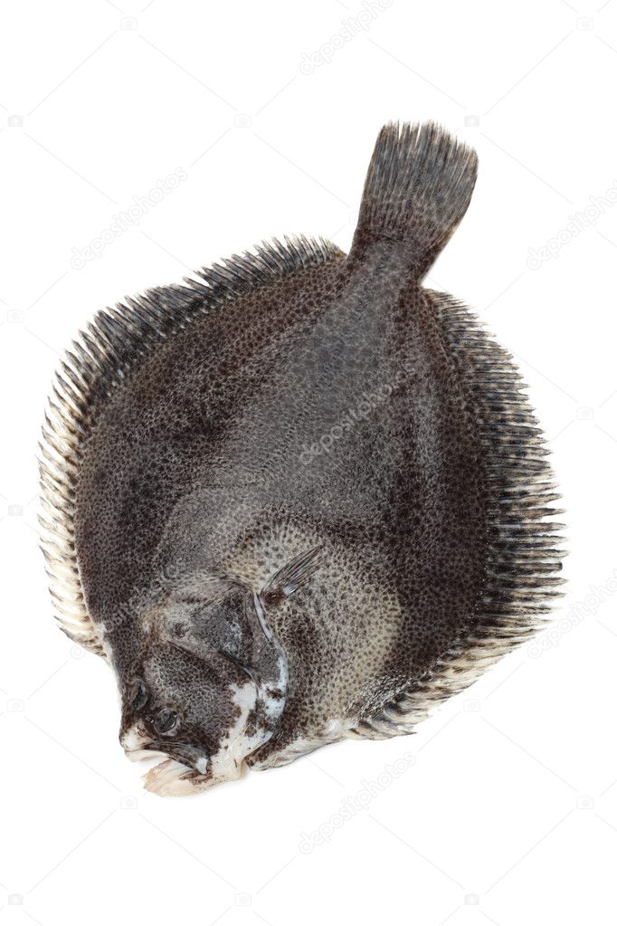turbot fish图片