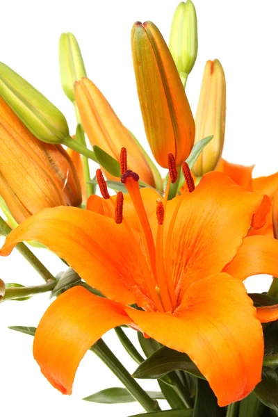Orange lillies — Stockfoto