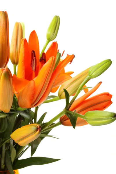 Orange lillies — Stockfoto