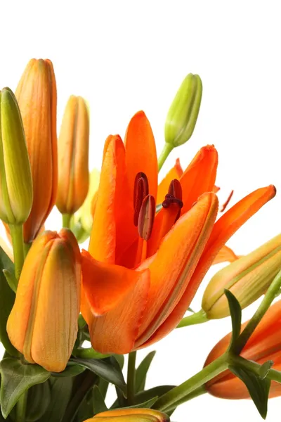 오렌지 lillies — 스톡 사진