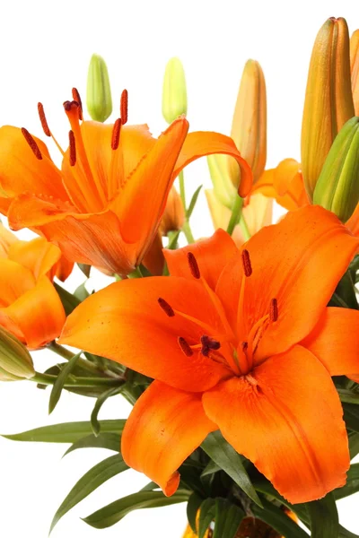 Orange lillies — Stock Photo, Image