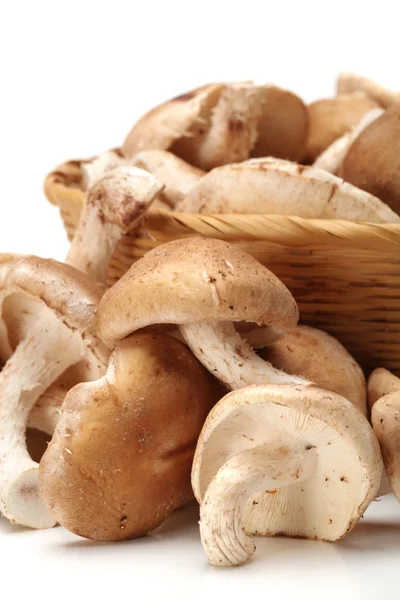 Fungo Shiitake — Foto Stock