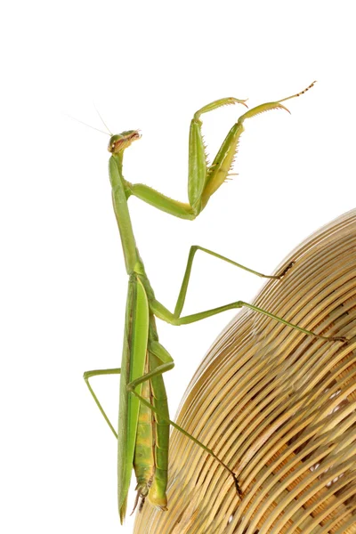 Mantis. — Foto de Stock