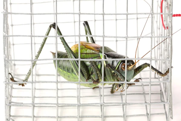 Green grasshopper — Stock Photo, Image