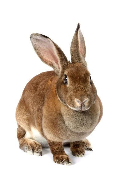 Brown rabbit — Stock Photo, Image