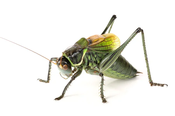 Green grasshopper — Stock Photo, Image