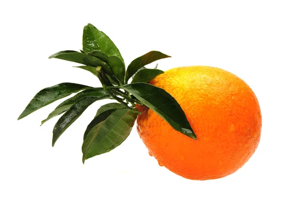 Świeże, soczyste pomarańcze z liści — Zdjęcie stockowe