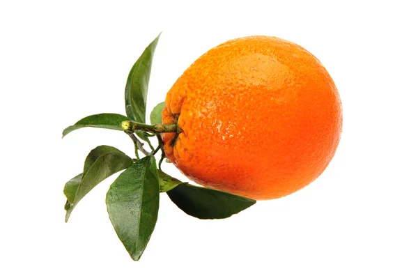 Frische saftige Orangen mit Blättern — Stockfoto