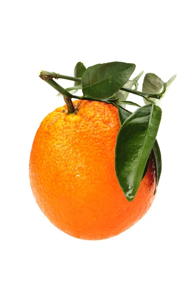 Свежие апельсины с листочками — стоковое фото