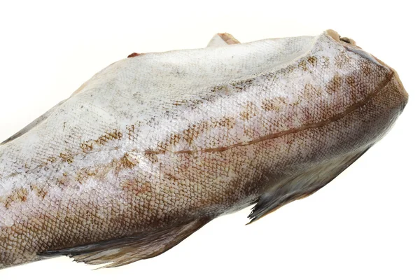 Saltwater fish cod — Stock Photo, Image