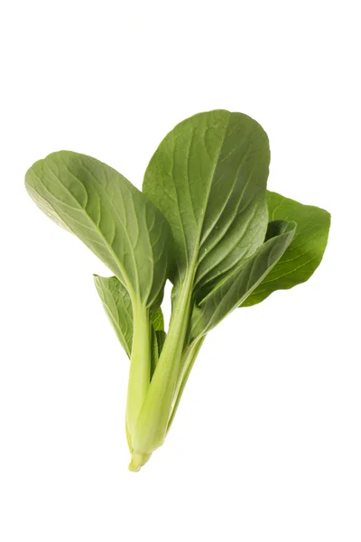 Pok Choi — Stockfoto