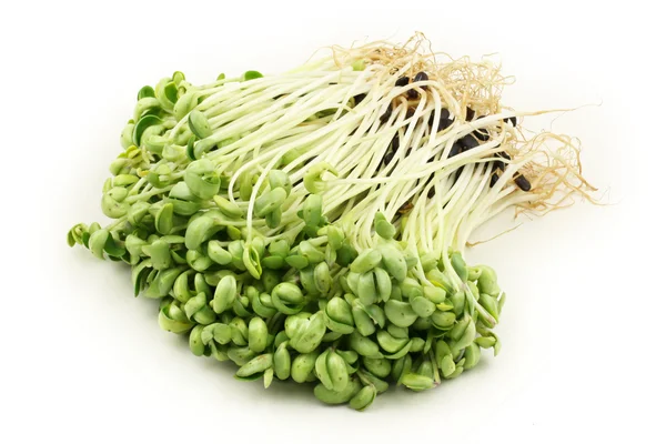 Black bean sprouts — Stock Photo, Image