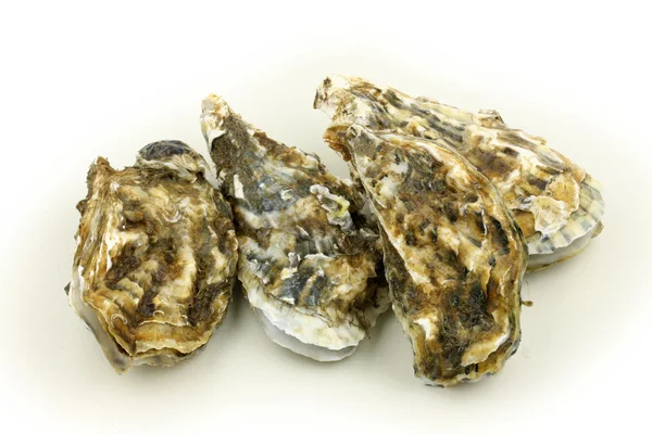 Oysters — Stock Photo, Image