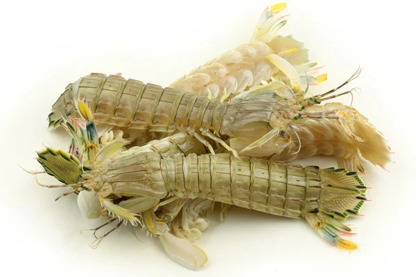 Mantis Crevettes — Photo