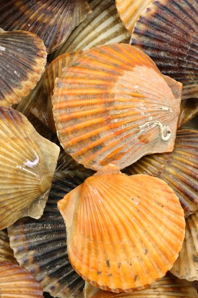 Color of scallop — Stock Photo, Image