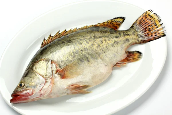 Alimentos para peixes — Fotografia de Stock