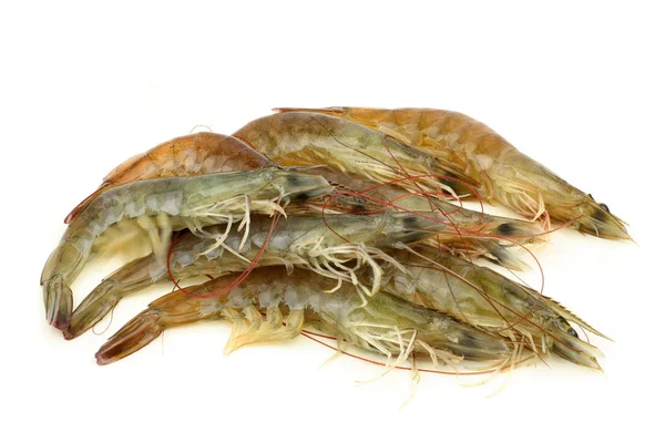 Shrimp — Stock Photo, Image