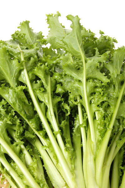 Curly escarole endive leaves