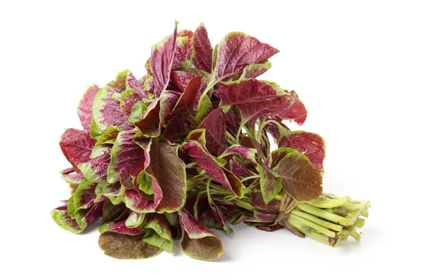 Some vegetables ingredient of the amaranth with white background — Stock Photo, Image