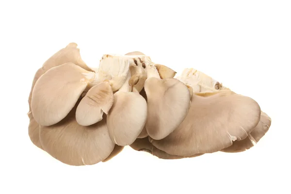 Funghi di ostrica — Foto Stock