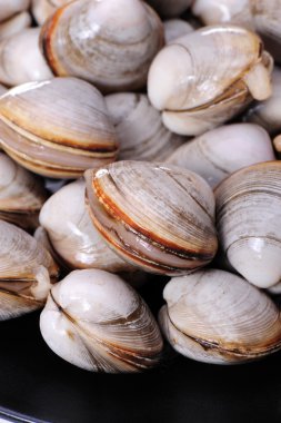 taze deniz tarağı, gıda arka plan, yakın çekim.