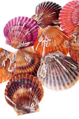Canlı deniz tarağı