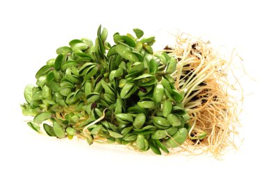 siyah fasulye filizi