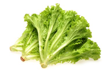 Sonchus