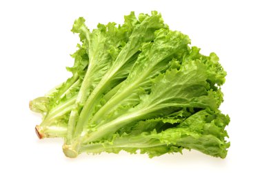 Sonchus