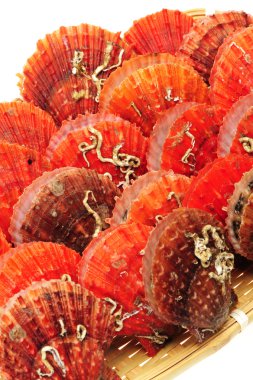 Canlı deniz tarağı