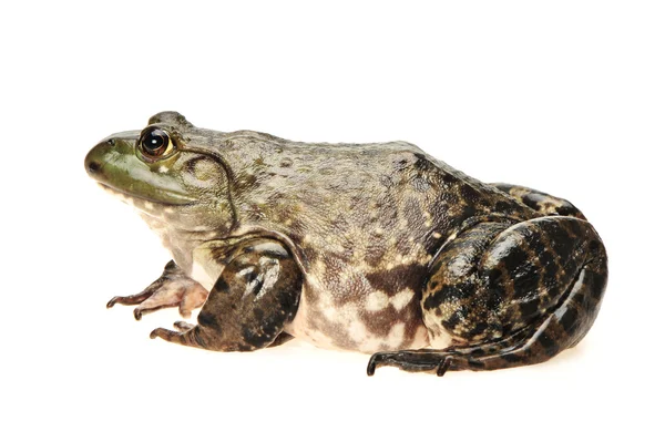 Bullfrog — Stock Photo, Image