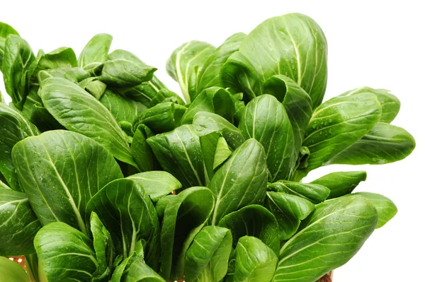 Bok choy — Stock Photo, Image