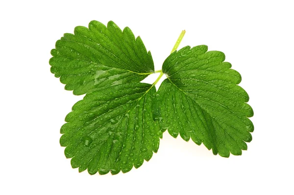Strawberries leaf — Stock Photo, Image