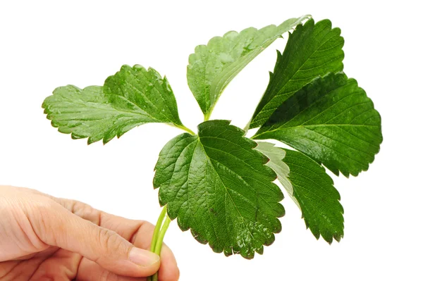 Strawberries leaf — Stock Photo, Image