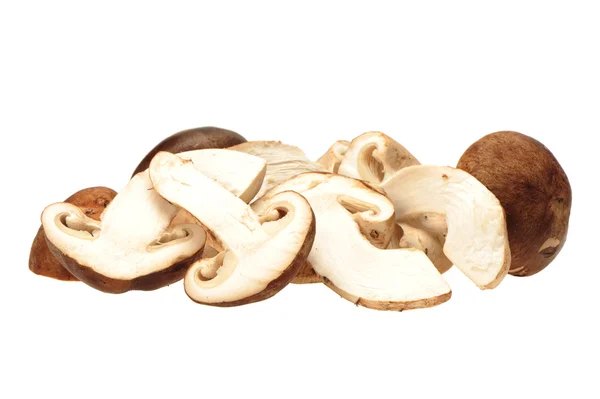 Shiitake svamp — Stockfoto