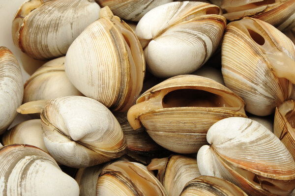 Fresh raw Clams background, close up
..
